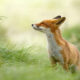 Zen Foxes: Photographer Roeselien Raimond Captures Beautiful Wild Foxes Enjoying Themselves