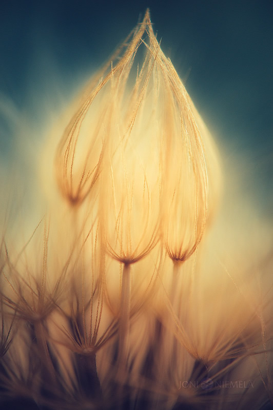 Beautiful Fine Art Nature Photography by Joni Niemela