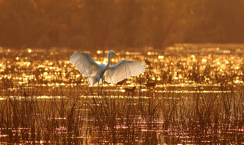 Beautiful Bird Photography By Pakistan Photographer Tahir Abbas