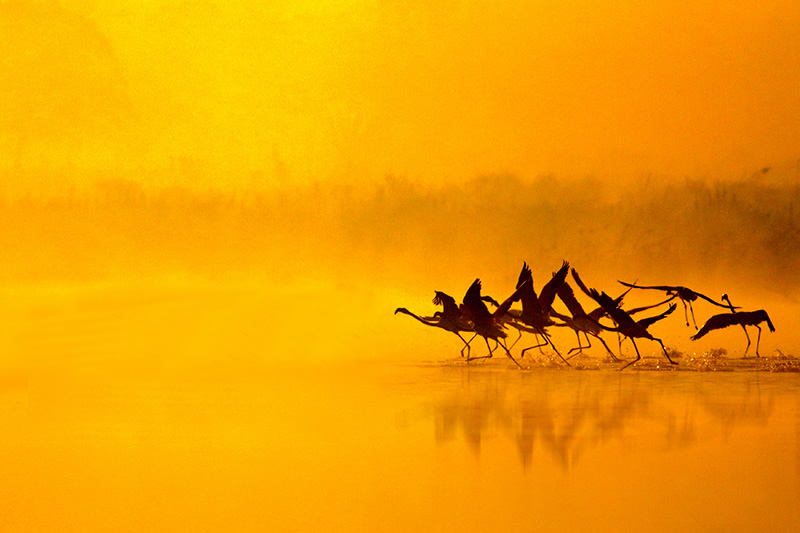 Beautiful Bird Photography By Pakistan Photographer Tahir Abbas