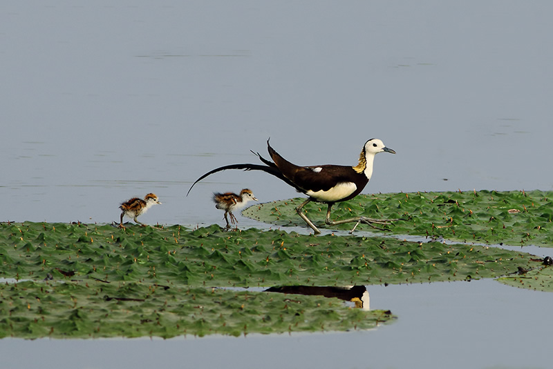 Beautiful Bird Photography By Pakistan Photographer Tahir Abbas