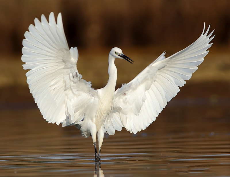 Beautiful Bird Photography By Pakistan Photographer Tahir Abbas