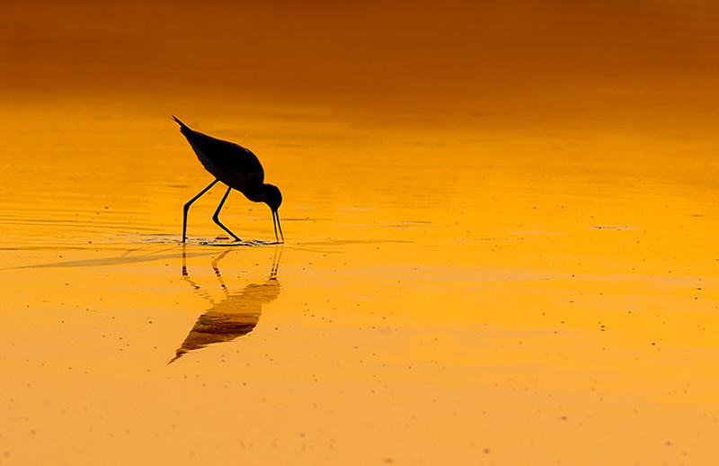 Beautiful Bird Photography By Pakistan Photographer Tahir Abbas