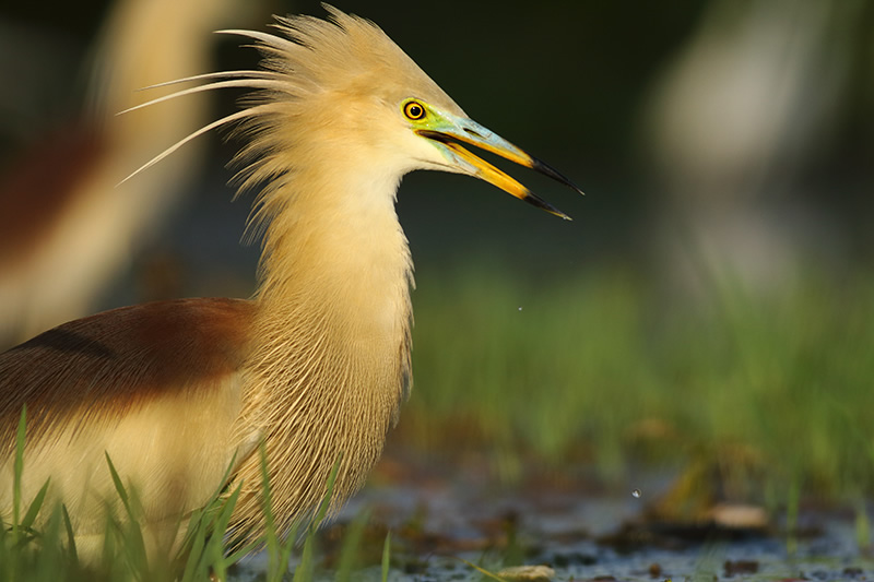 Beautiful Bird Photography By Pakistan Photographer Tahir Abbas