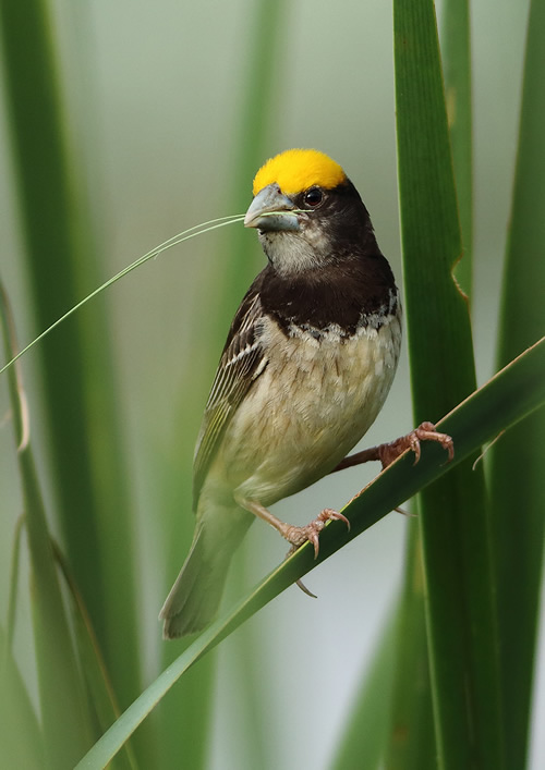 Beautiful Bird Photography By Pakistan Photographer Tahir Abbas