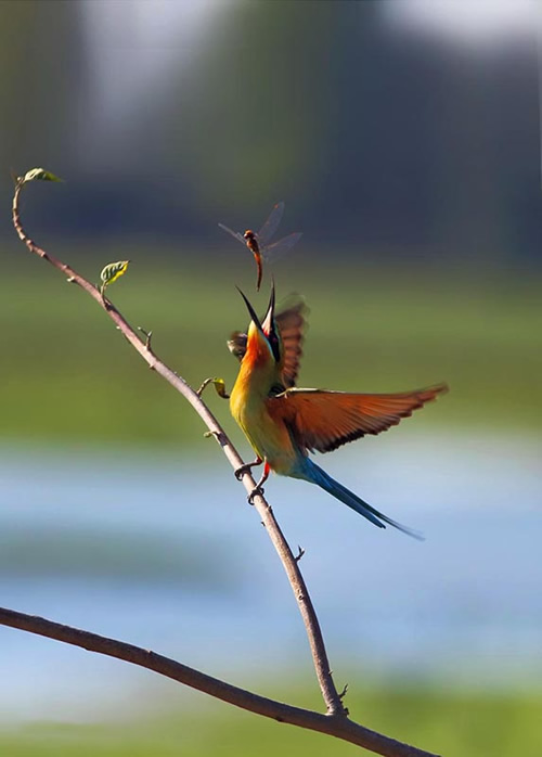 Beautiful Bird Photography By Pakistan Photographer Tahir Abbas