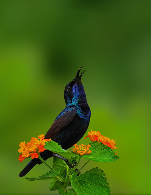 Beautiful Bird Photography By Pakistan Photographer Tahir Abbas