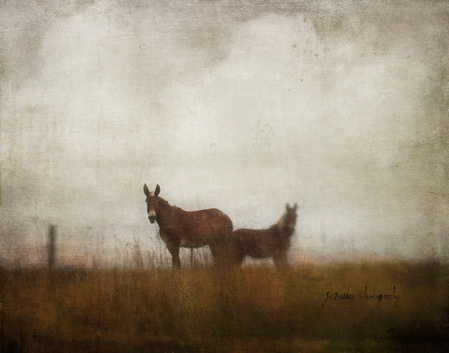 Jamie Heiden - Artistic Photography 