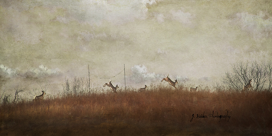 Jamie Heiden - Artistic Photography 