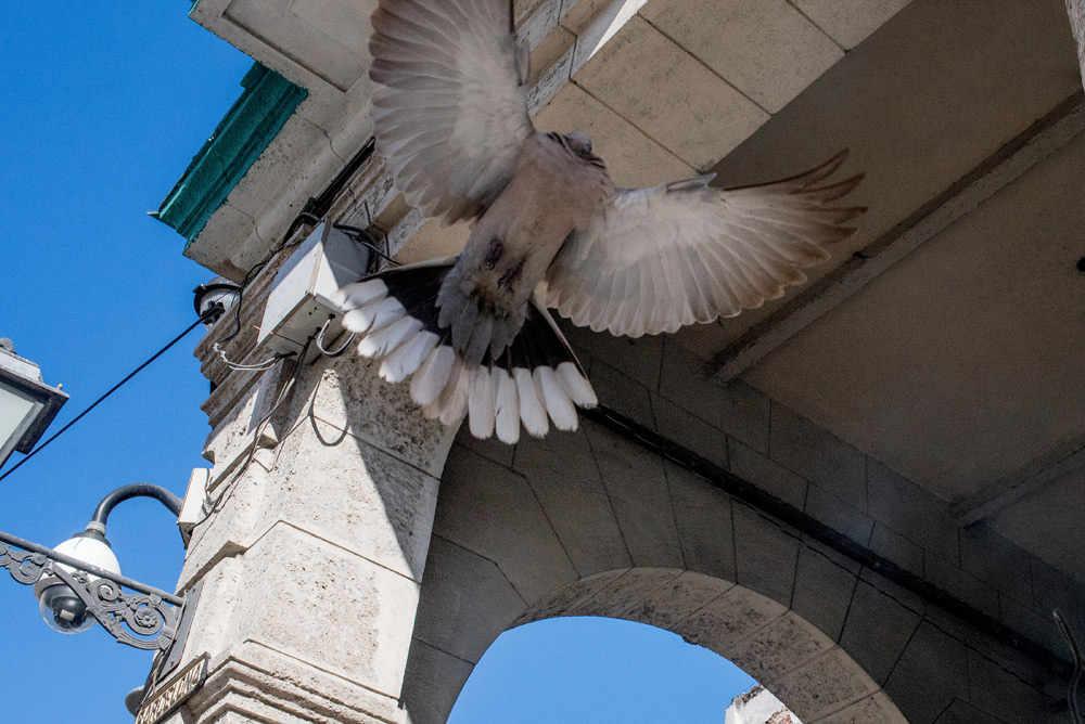 Ross Harvey - Street Photographer from France