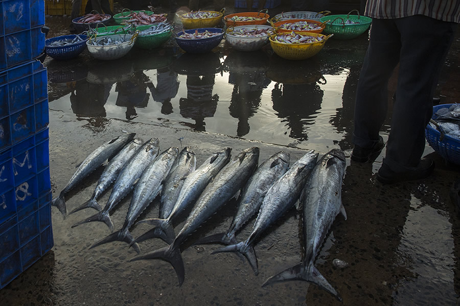 Safe Harbour: Coastal Fishing In Karnataka - Photo Story By Lopamudra Talukdar