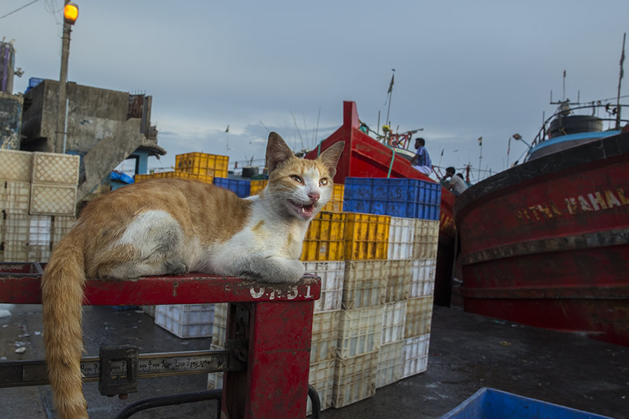 Safe Harbour: Coastal Fishing In Karnataka - Photo Story By Lopamudra Talukdar