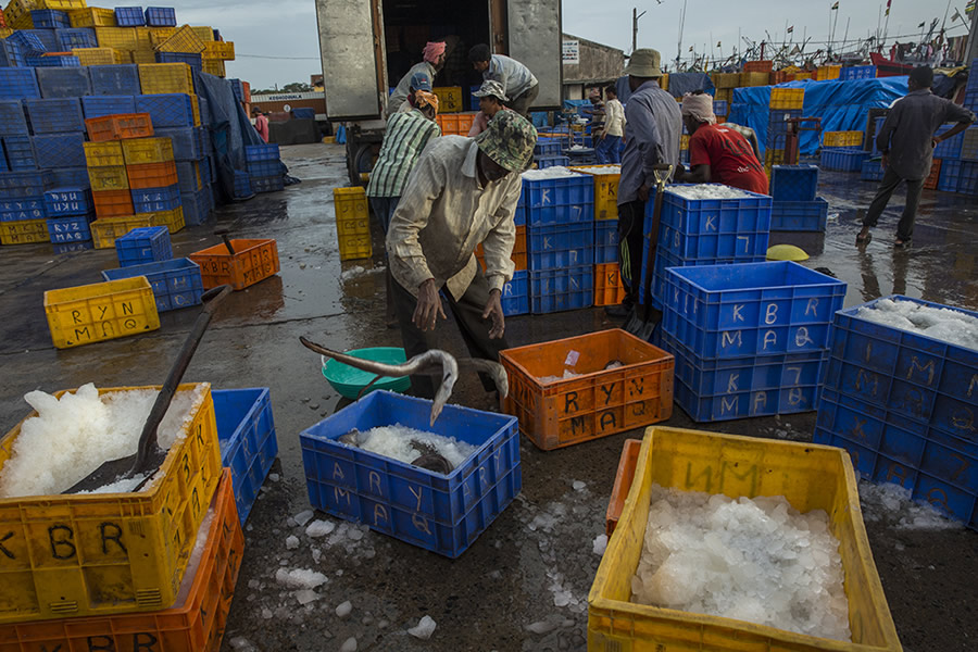 Safe Harbour: Coastal Fishing In Karnataka - Photo Story By Lopamudra Talukdar