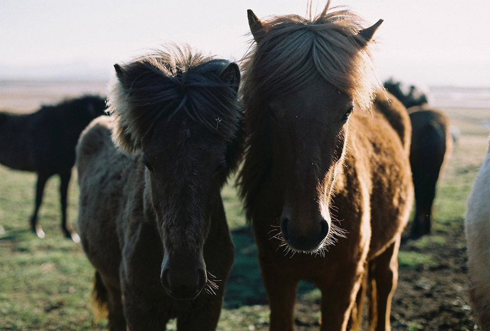 Paul Bailey Photography - Film Photos of beautiful Iceland