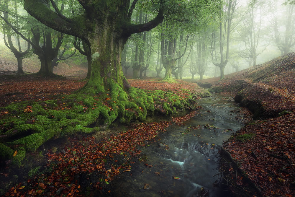 David Bouscarle - French Landscape and Nature Photographer