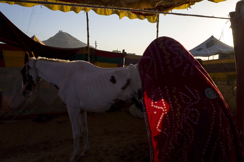 Pushkar, Rajasthan, India