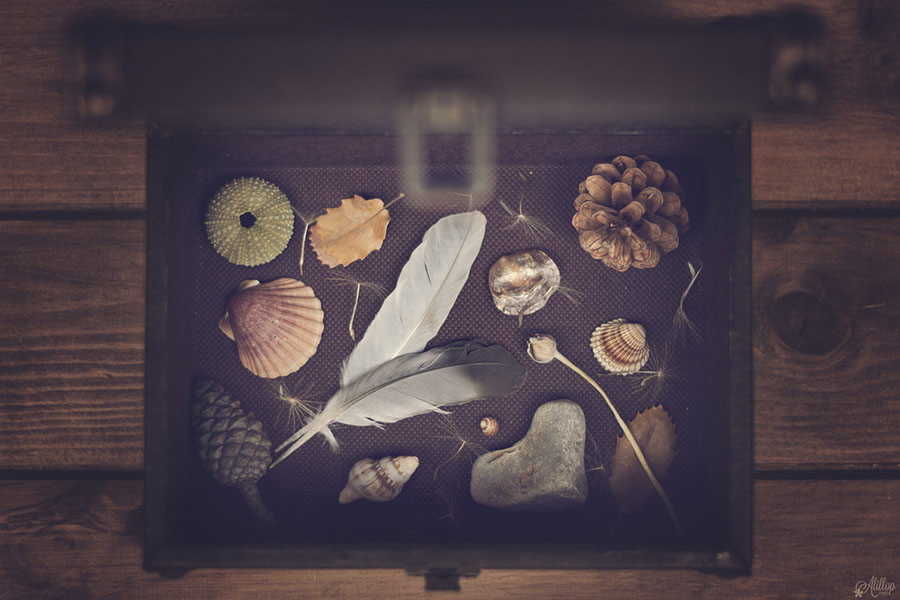 Alicia Llop Still Life Photography