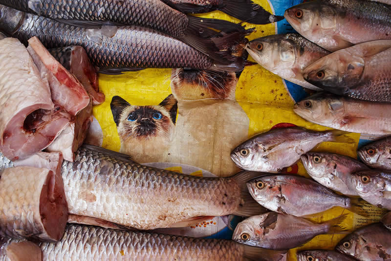 Cats and Fish - Yangon, Myanmar - Street Photography and art of the composition