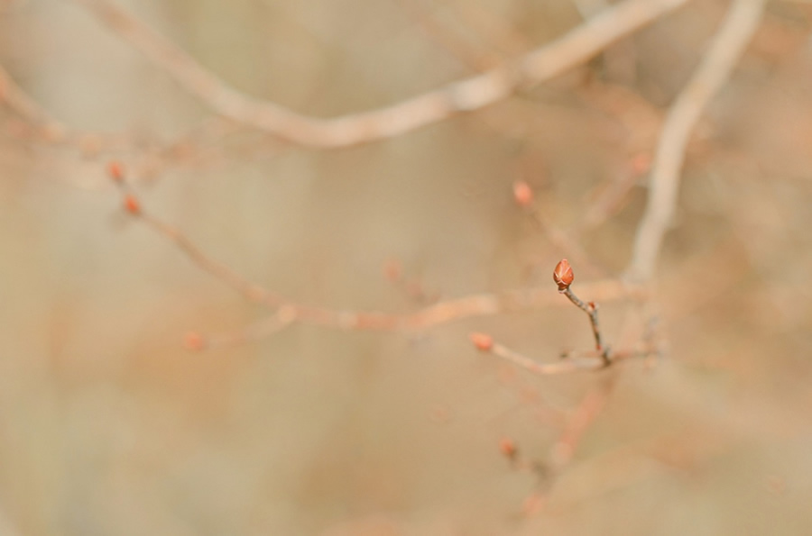 Susan Licht - Still Life Photographer from Massachusetts