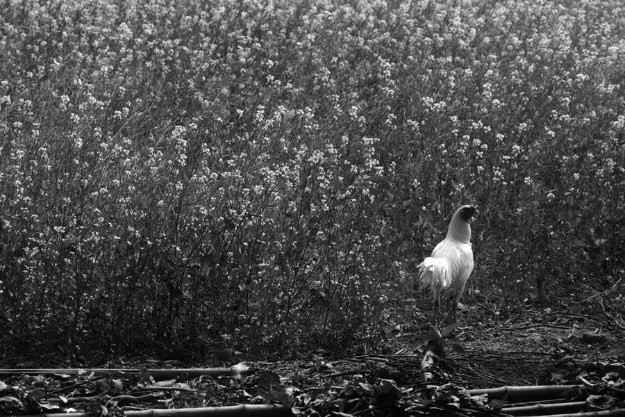 Trees – Photo Series By Indian Photographer Nilanjan Ray