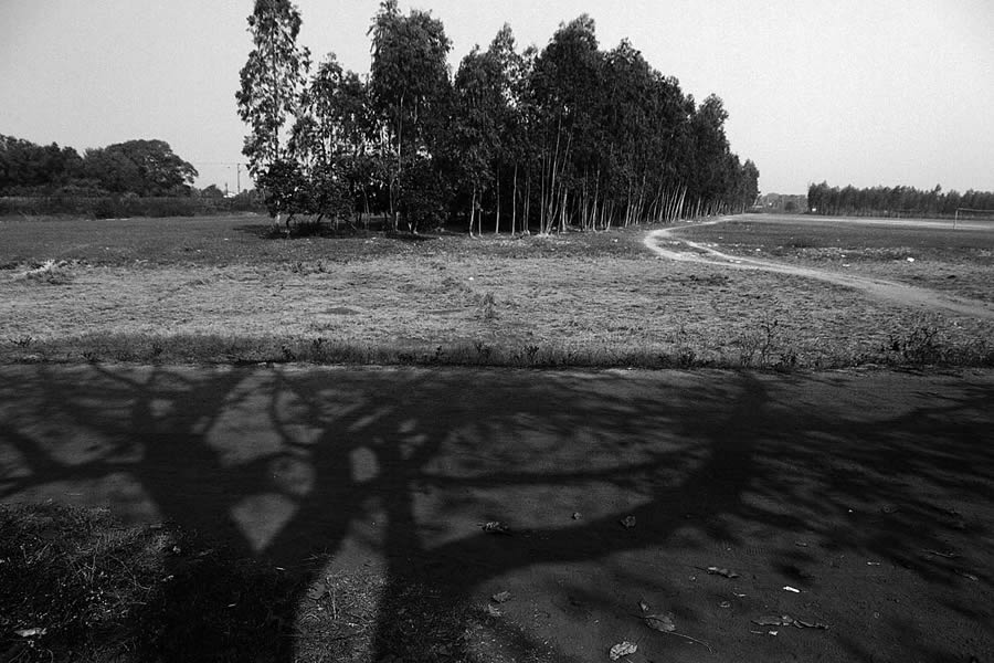 Trees – Photo Series By Indian Photographer Nilanjan Ray