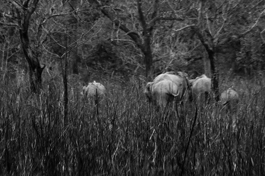 Trees – Photo Series By Indian Photographer Nilanjan Ray