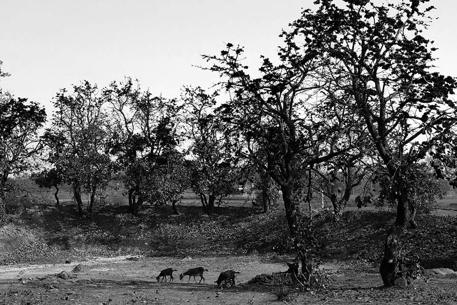 Trees – Photo Series By Indian Photographer Nilanjan Ray