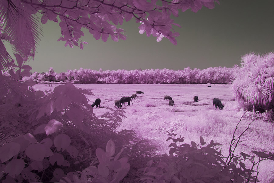 Goa - Through Photographer's Eye: Infrared Photography Series By Nimit Nigam