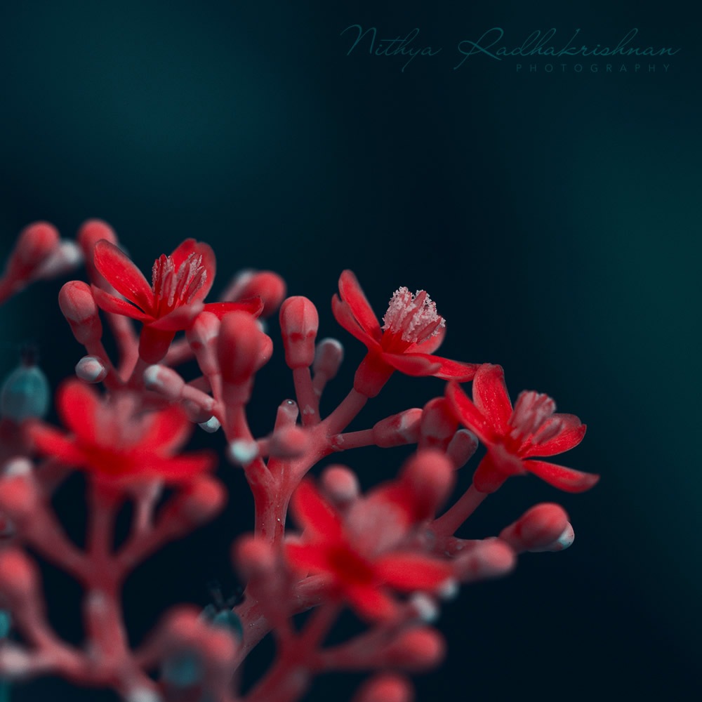 Nithya Radhakrishnan - Nature and Flora Photographer From Chennai, India