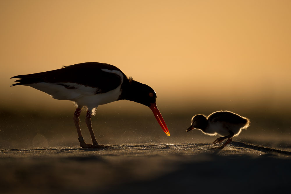 Ray Hennessy - Bird Photographer