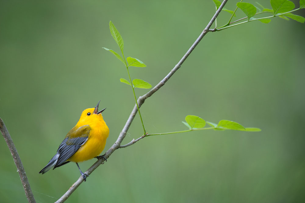 Ray Hennessy - Bird Photographer