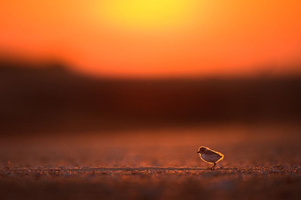 Ray Hennessy - Bird Photographer