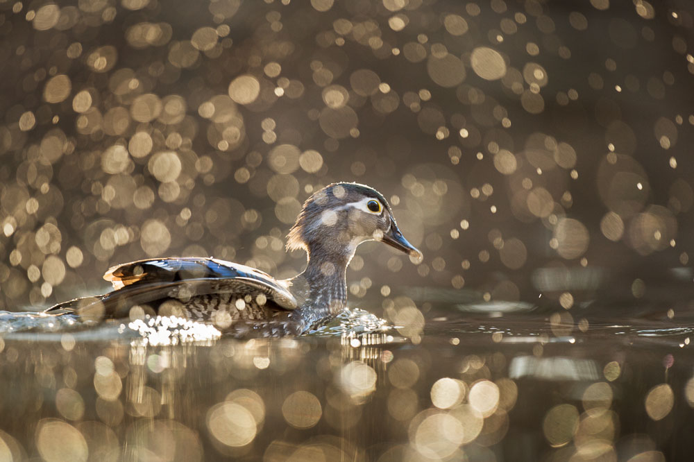 Ray Hennessy - Bird Photographer