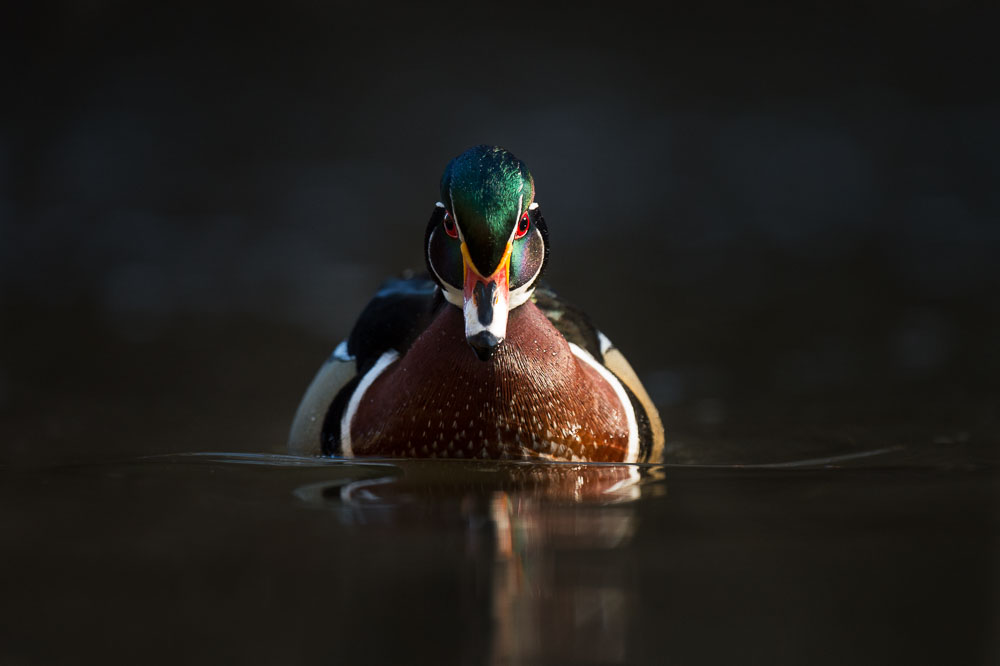 Ray Hennessy - Bird Photographer