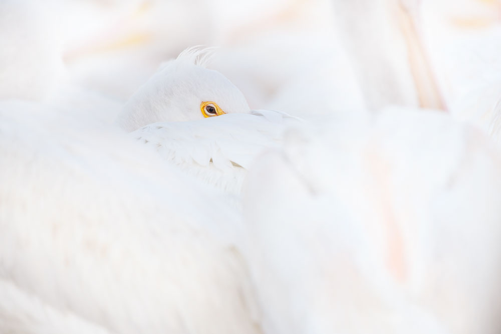 Ray Hennessy - Bird Photographer