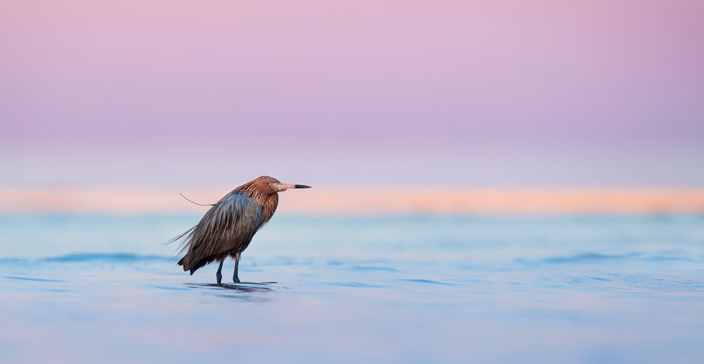 Ray Hennessy - Bird Photographer