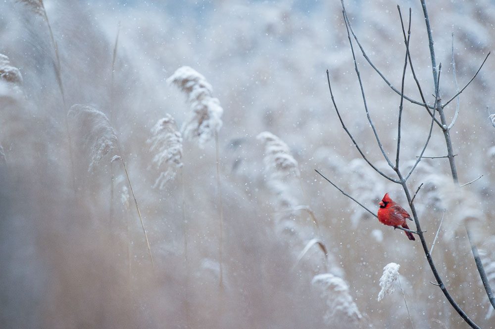 Ray Hennessy - Bird Photographer