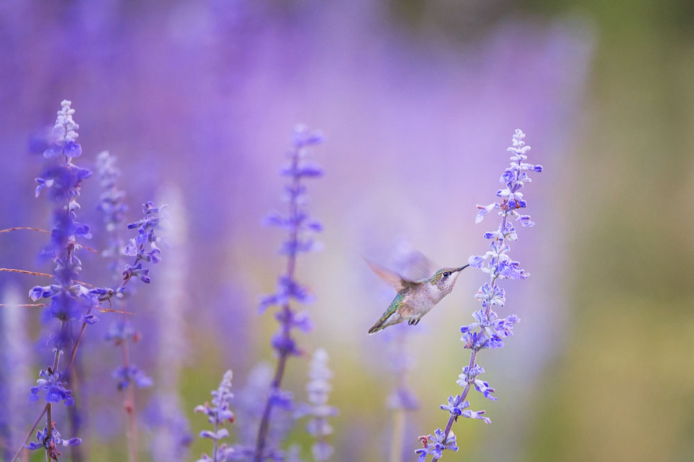 Ray Hennessy - Bird Photographer