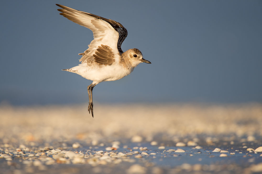 Ray Hennessy - Bird Photographer