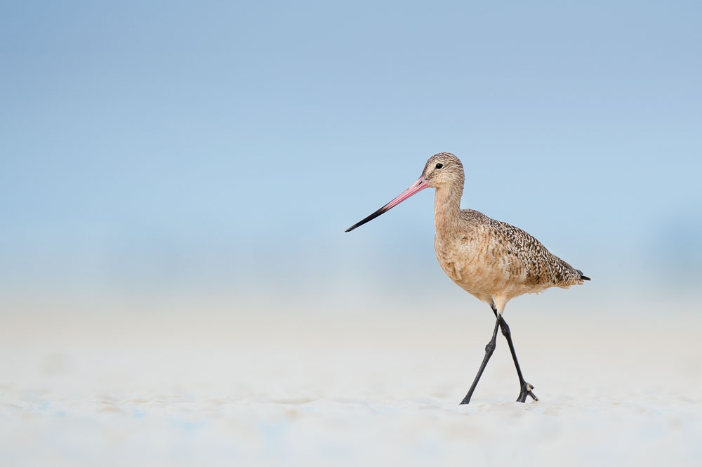 Ray Hennessy - Bird Photographer