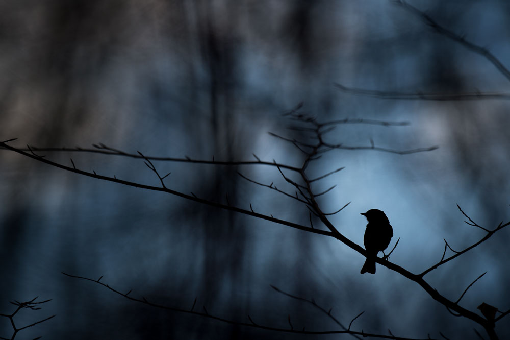 Ray Hennessy - Bird Photographer