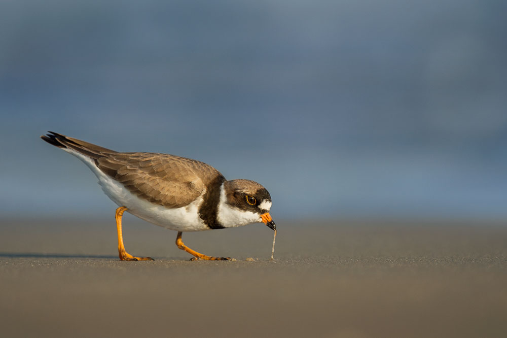 Ray Hennessy - Bird Photographer