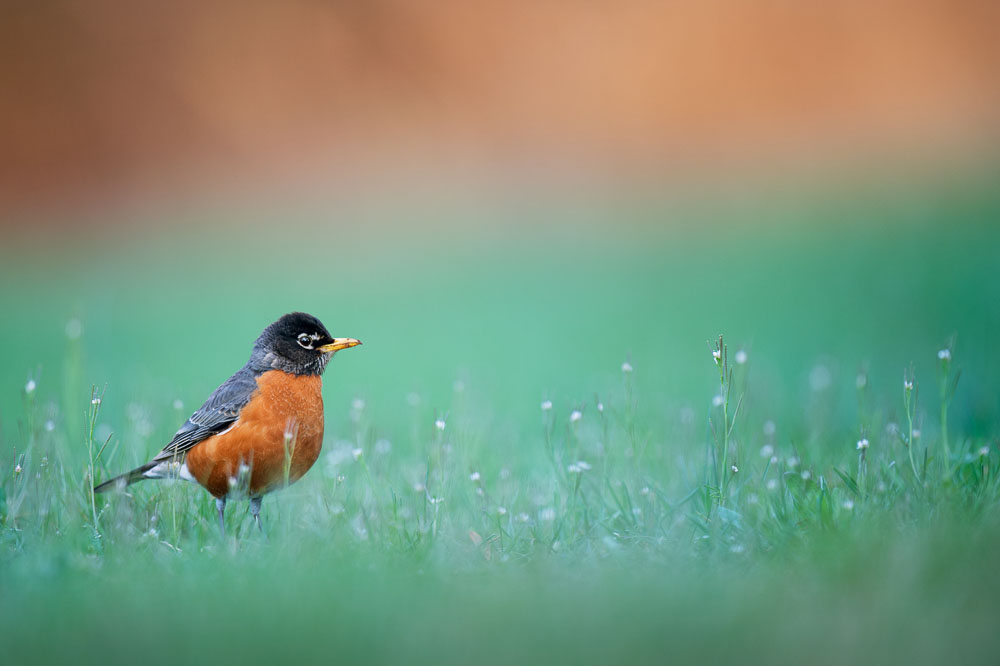 Ray Hennessy - Bird Photographer