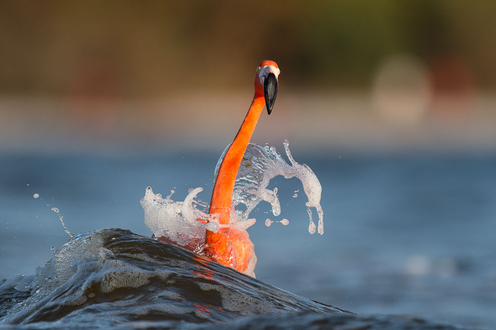 Ray Hennessy - Bird Photographer