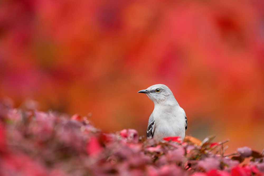 Ray Hennessy - Bird Photographer