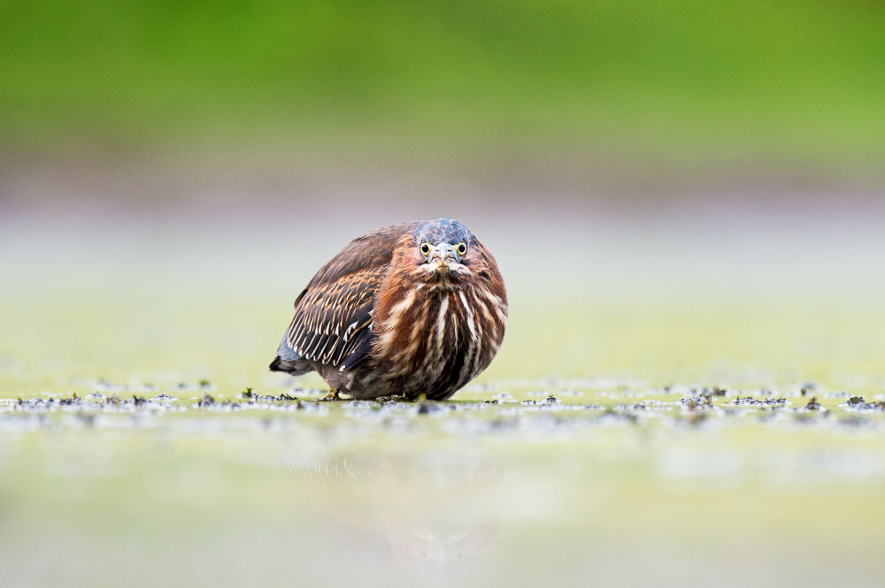 Ray Hennessy - Bird Photographer