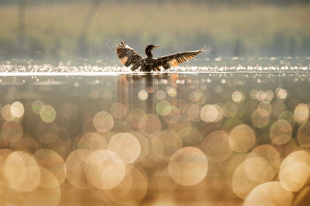 Ray Hennessy - Bird Photographer