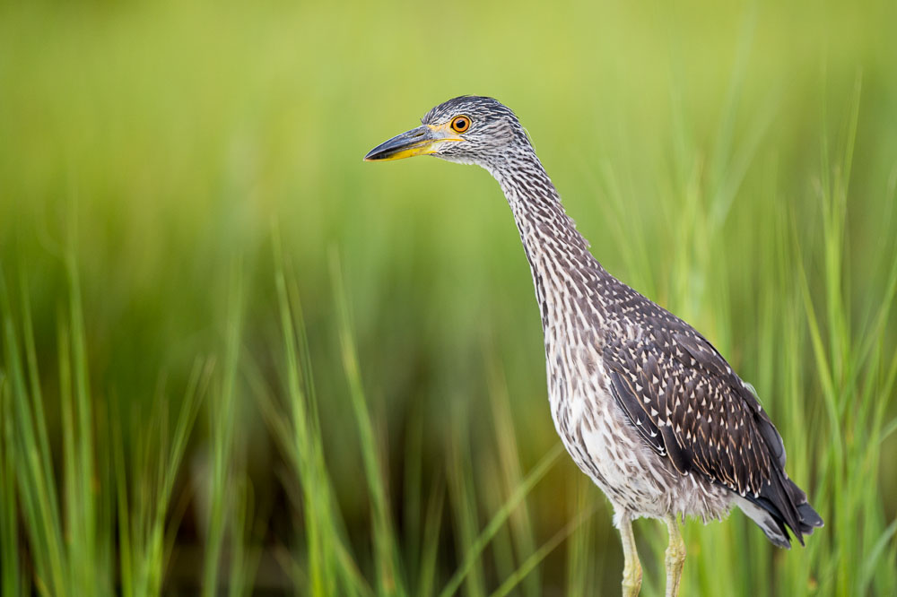 Ray Hennessy - Bird Photographer