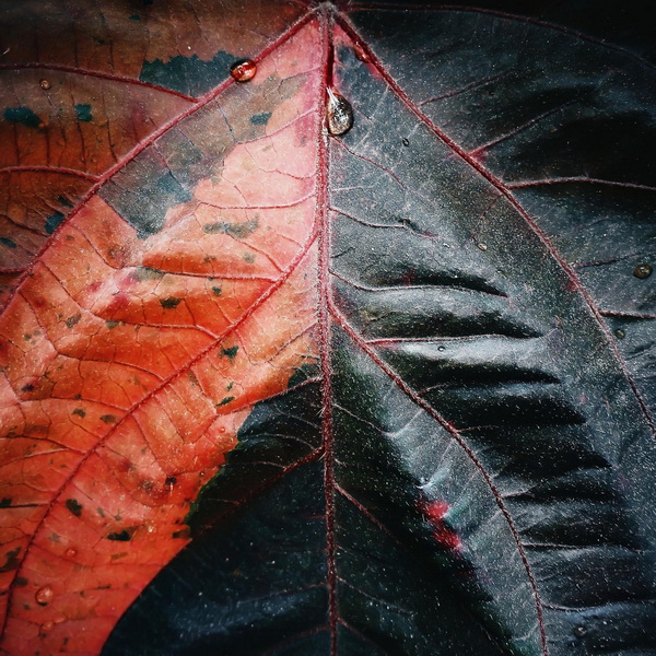 Leaves - Photography Series By Indian Photographer NS Hrishikesh