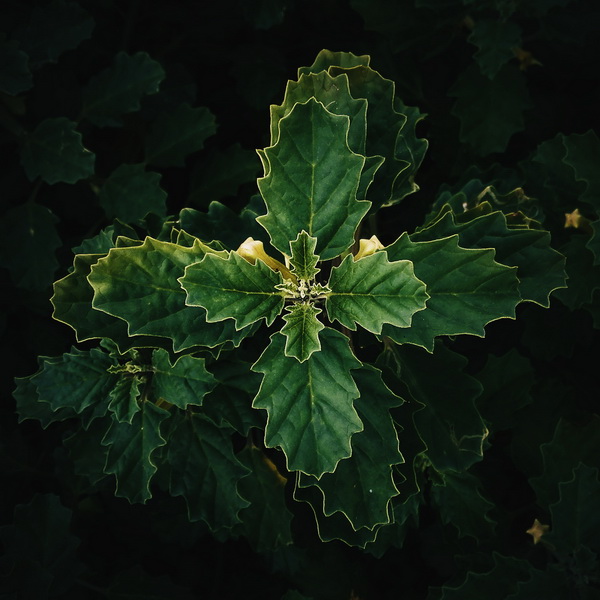 Leaves - Photography Series By Indian Photographer NS Hrishikesh